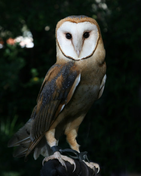 Barn-owl - full size portrait - spirit animal or totem