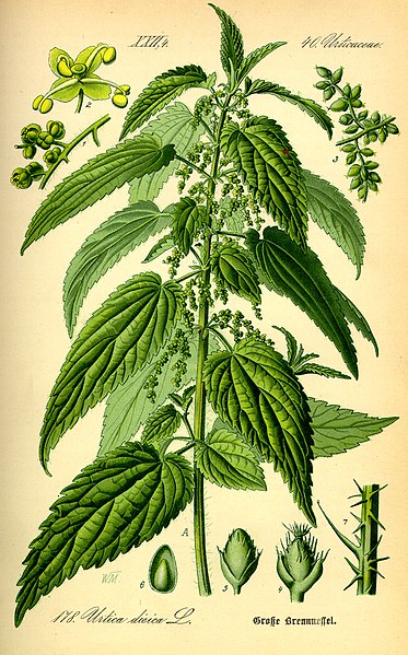 Biological illustration of Urtica dioica in various stages and views.