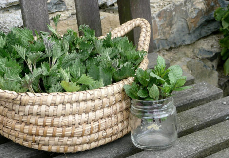 Basket and jar with fresh collected nettle leaves and sprouts. Common nettle, but they are not stinging yet, as the nettle sprouts are young - left for drying. 