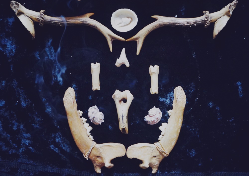 20 skulls bones birds animals horns biology pagan altar display 