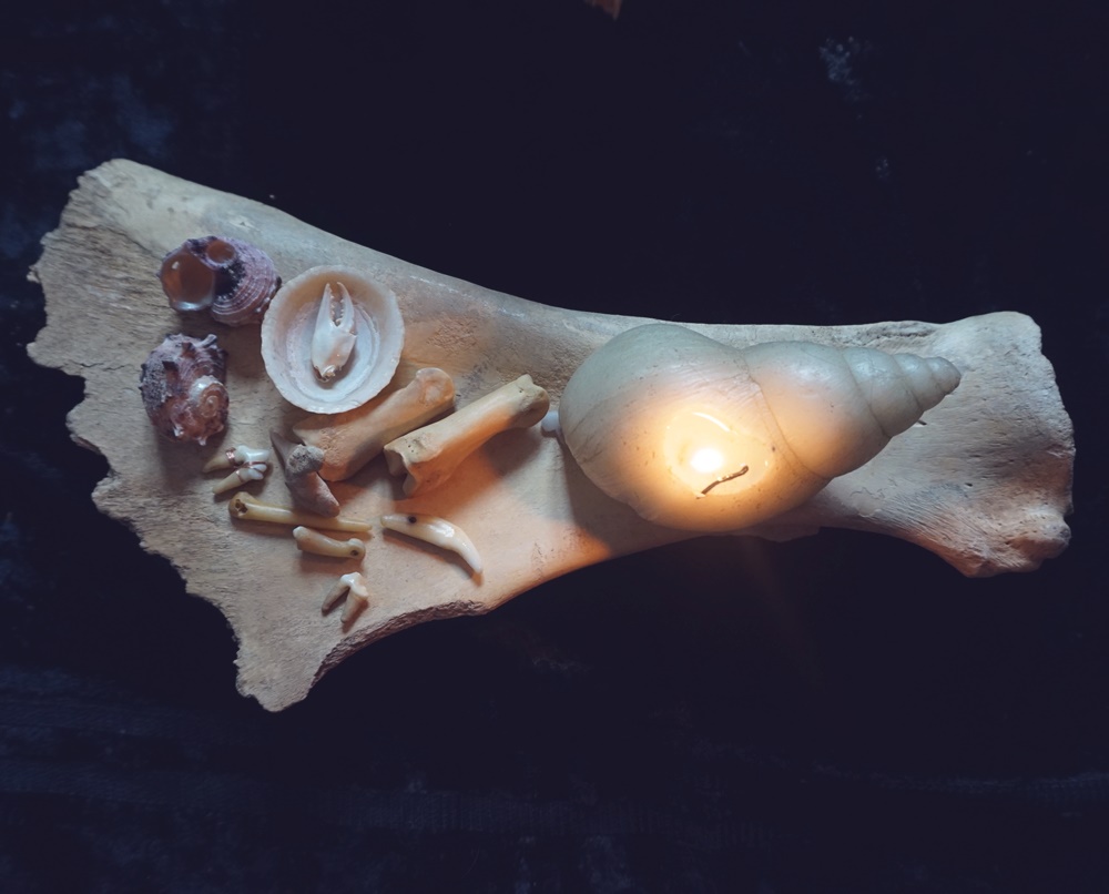 Bone magick accessories: fangs, sea shells, crab claw and bones. 