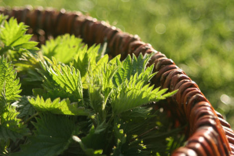 Fresh Nettle leaves in a basket. 